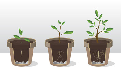 Seedling. Phases of growth of a plant with the roots and shoots