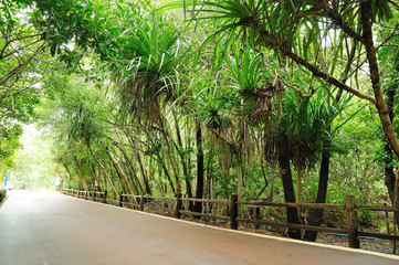 Fototapeta na wymiar Walkway and wooden fence in Mangrove nature trail.
