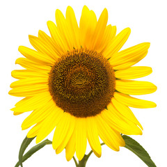 Fototapeta premium Flower of sunflower isolated on white background