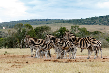 Fototapeta na wymiar Tribe of Burchell's Zebra at Watering Hole