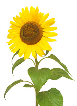 Flower of sunflower isolated on white background