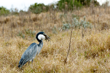 Great blue heron bird catching a mouse - Image 4 of 4