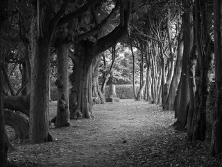 black and white photo of dark tunnel of trees leading to the old statue in Vizovice, Czech Republic