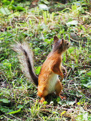 looks around squirrel