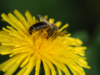 Bee on dandelion macro