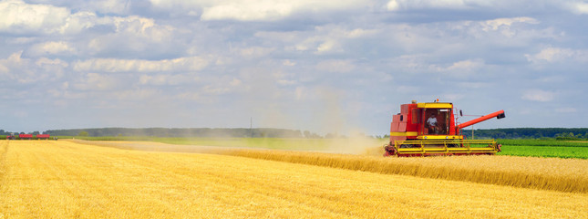 Harvester combine harvesting wheat in summer