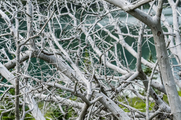 Tangle of Grayed Dead Tree
