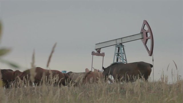 A group of wild horses on the field near oil donkey