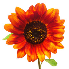 Wreath frame with red sunflowers isolated on white background. 