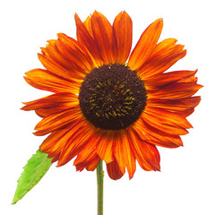 Fototapeta premium Red flower sunflower isolated on a white background