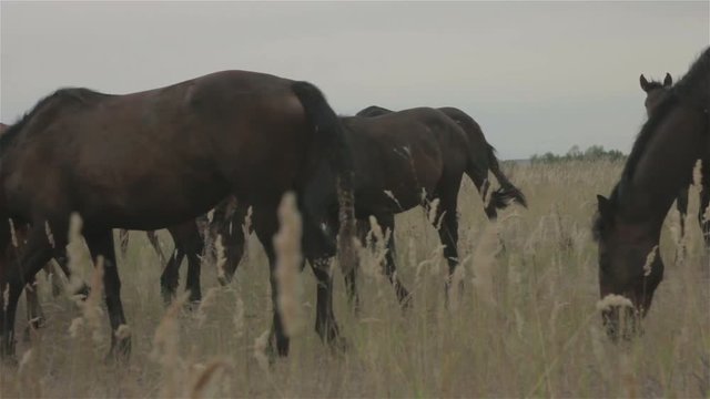A group of wild horses graze in a field
