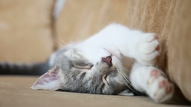 home funny video cute cat sleeping on the couch