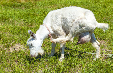 Obraz premium white goat grazing on a green meadow