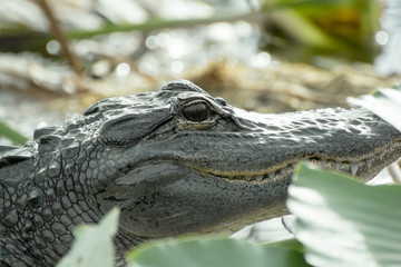 American Alligator 's Head taken at the edge of Lake Tohipekaliga Kissimmee Florida on 23 December 2015