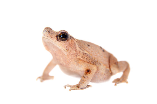 Beauty toad on white
