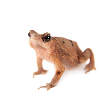 Beauty toad on white
