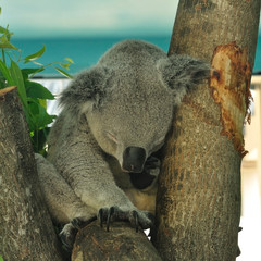Koala bear sleeping on eucalyptus tree