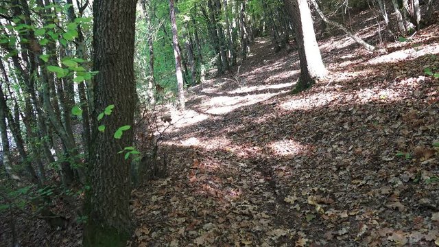 Mountain Bike Video: Single Track ride in the 