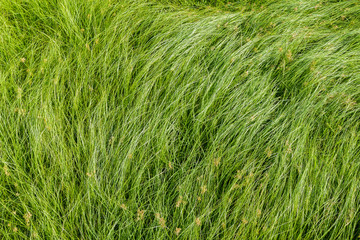 Nut grass, Purple nutsedge, Nutsedge, Cocograss