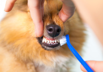Hund und Zahnbürste