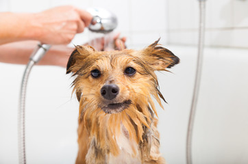 Shetland Sheepdog unter Wasser