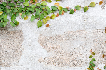Green Creeper Plant on white wall