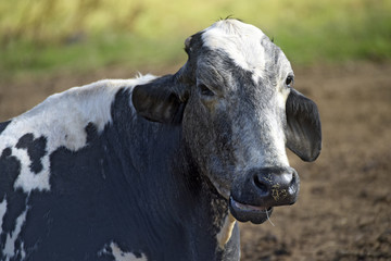 Dairy cattle head of the Girolando race