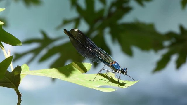 Dragonfly standing and flying from the leaf in front of waterfall. Dragonfly standing on green leaf.