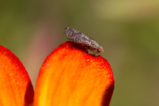 Tiny fly on orange flower petal
