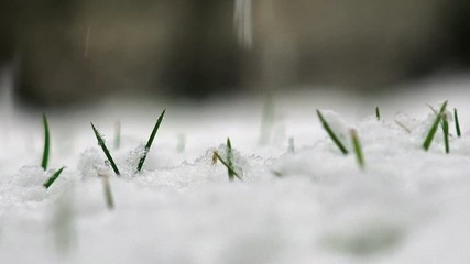 Snow On The Spring Grass,  dolly shot