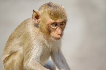 Fototapeta premium 可愛いサル