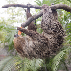 two-toed sloth eating carrot