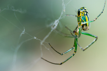 Orchard Orb weaver on Web © Christian Hinkle
