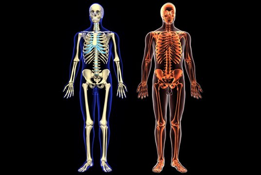 skeleton anatomy.3d