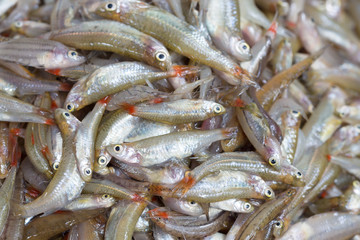 fresh small fish source of calcium