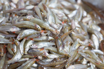 fresh small fish source of calcium