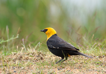 Male Yellow-headed Blackbird in spring breeding plumage, British Columbia, Canada
