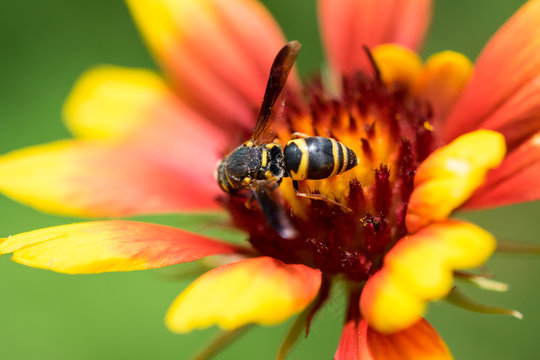 Wasp on a Flower