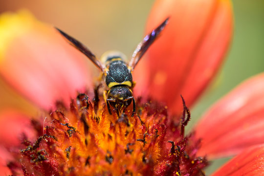 Wasp on a Flower