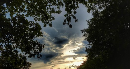 Fototapeta premium Trees and sky