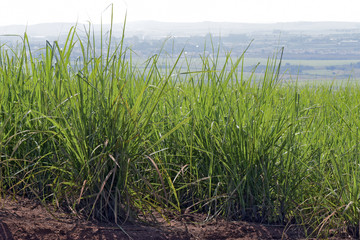 Sugarcane plantation