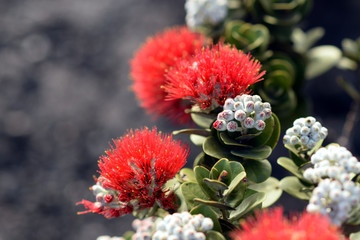 blazing blooms of ohia flowers at the Volcano National Park, Big Island, Hawaii © mhgstan