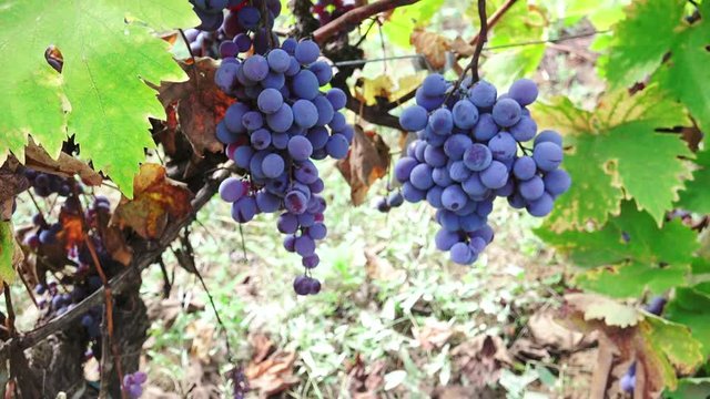 Black ripe vine grapes harvest.  Dolly shot