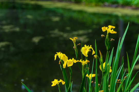 Yellow irises growing at water's edge