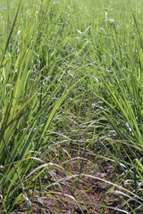 Sugarcane plantation