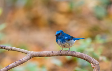 Beautiful male Hainan Blue Flycatcher (Cyornisconcreta) on branch