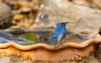 Hainan Blue Flycatcher (Cyornisconcreta) on tub