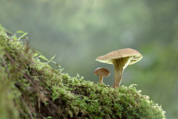 Bamboo Mushroom © apisitwilaijit29