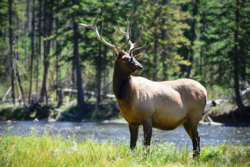 Naklejka na ściany i meble Wildlife in Yellowstone National Park Wyoming, Elk