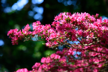 Fototapeta premium 日本の花の風景